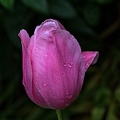 la tulipe 2023.116 rt