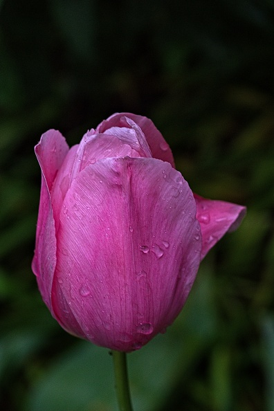 la tulipe 2023.116_rt (2).jpg