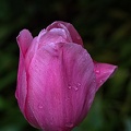 la tulipe 2023.116_rt (2).jpg