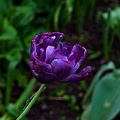 la tulipe 2023.119 rt