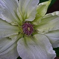 clematis 2023.02 rt
