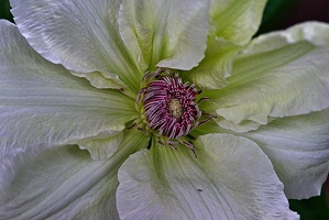 clematis 2023.03 rt