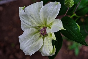 clematis 2023.06 rt