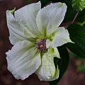 clematis 2023.06 rt