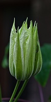 clematis 2023.09 rt