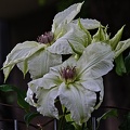 clematis 2023.10 rt