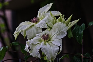 clematis 2023.11 rt