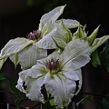 clematis 2023.11 rt
