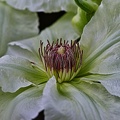 clematis 2023.13 rt
