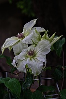 clematis 2023.15 rt