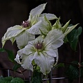 clematis 2023.15 rt