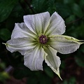 clematis 2023.16 rt