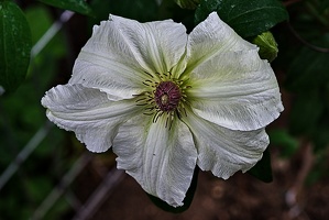 clematis 2023.17 rt