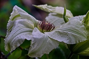 clematis 2023.18 rt