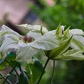 clematis 2023.19 rt