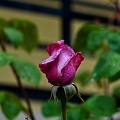 rosa centifolia 2023.05_rt.jpg