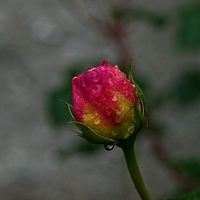 rosa centifolia 2023.06 rt
