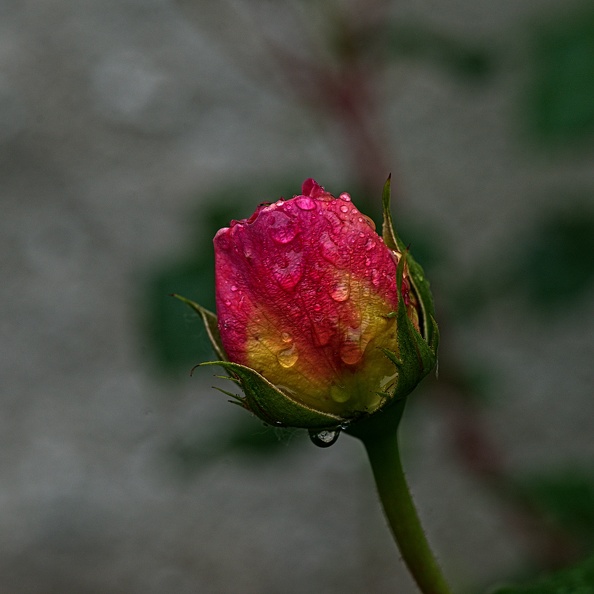 rosa centifolia 2023.06_rt.jpg
