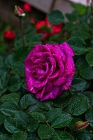 rosa centifolia 2023.07 rt