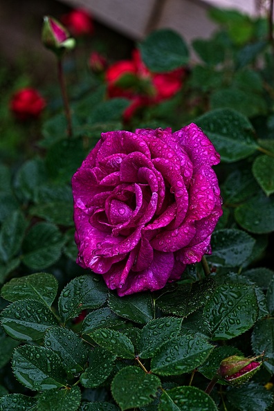 rosa centifolia 2023.07_rt.jpg