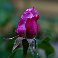 rosa centifolia 2023.08 rt