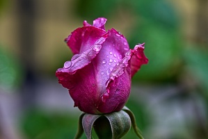 rosa centifolia 2023.09 rt