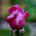 rosa centifolia 2023.09 rt