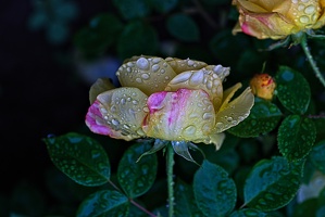 rosa centifolia 2023.10 rt