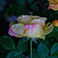 rosa centifolia 2023.10 rt