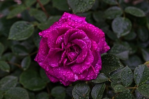 rosa centifolia 2023.11 rt