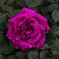 rosa centifolia 2023.11 rt