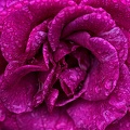 rosa centifolia 2023.12 rt