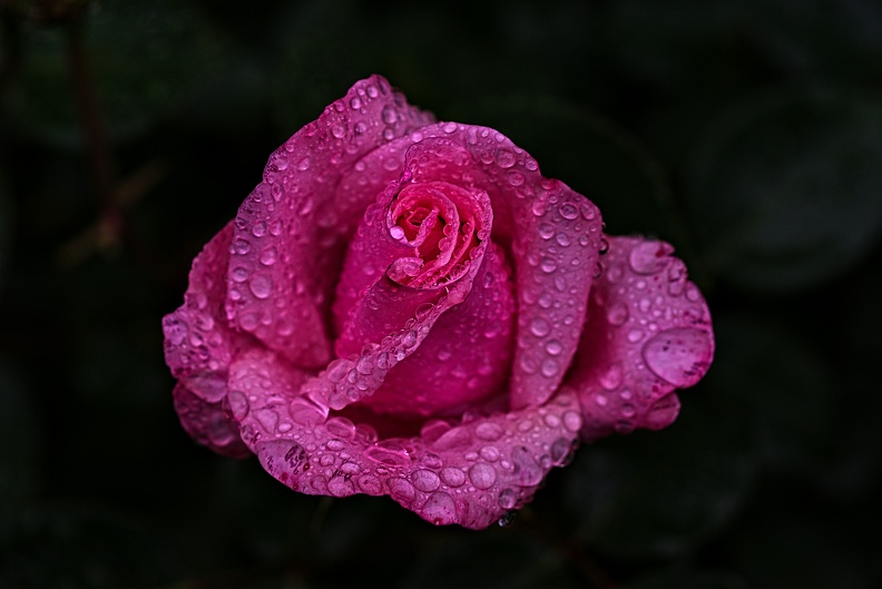 rosa centifolia 2023.13_rt.jpg