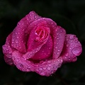 rosa centifolia 2023.13 rt