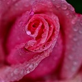 rosa centifolia 2023.14 rt