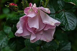 rosa centifolia 2023.16 rt