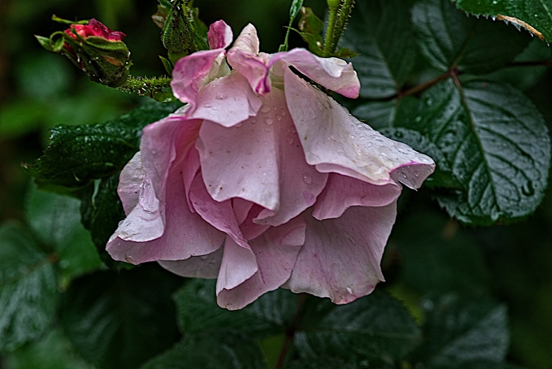 rosa centifolia 2023.16_rt.jpg