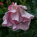 rosa centifolia 2023.16 rt