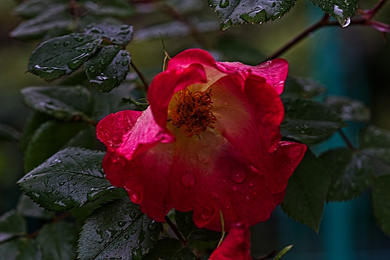 rosa centifolia 2023.17_rt.jpg
