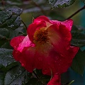 rosa centifolia 2023.17 rt