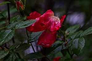 rosa centifolia 2023.18 rt