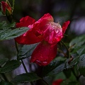rosa centifolia 2023.18_rt.jpg