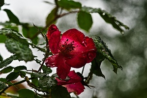 rosa centifolia 2023.19 rt