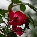 rosa centifolia 2023.19 rt