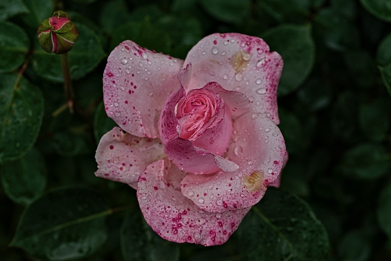 rosa centifolia 2023.21_rt.jpg