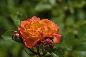 rosa centifolia 2023.22 rt