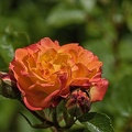 rosa centifolia 2023.22 rt