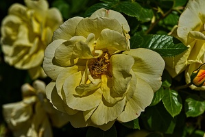rosa centifolia 2023.23 rt