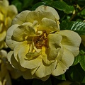 rosa centifolia 2023.23_rt.jpg