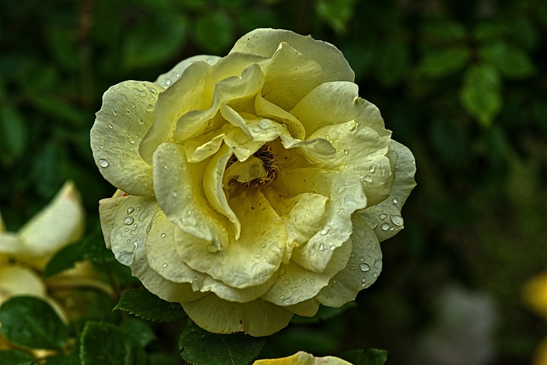 rosa centifolia 2023.24_rt.jpg